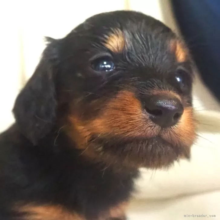 ID：2409-04878の子犬