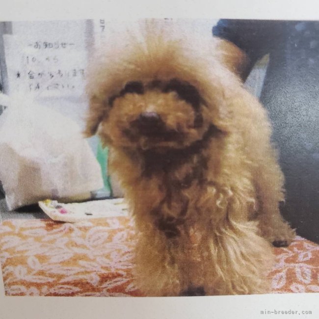 タイニープードル【・男の子・2018年2月18日・レッド】