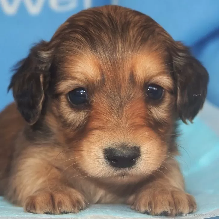 ID:2401-03386の子犬