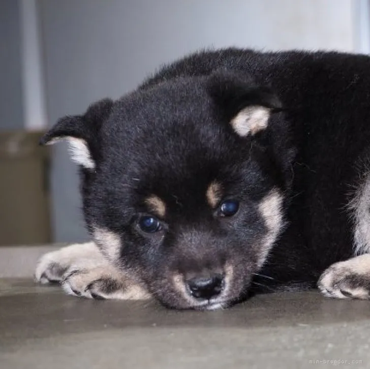 ID:2302-03846の子犬
