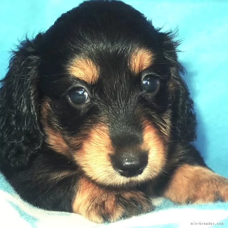 ID：2408-06085の子犬
