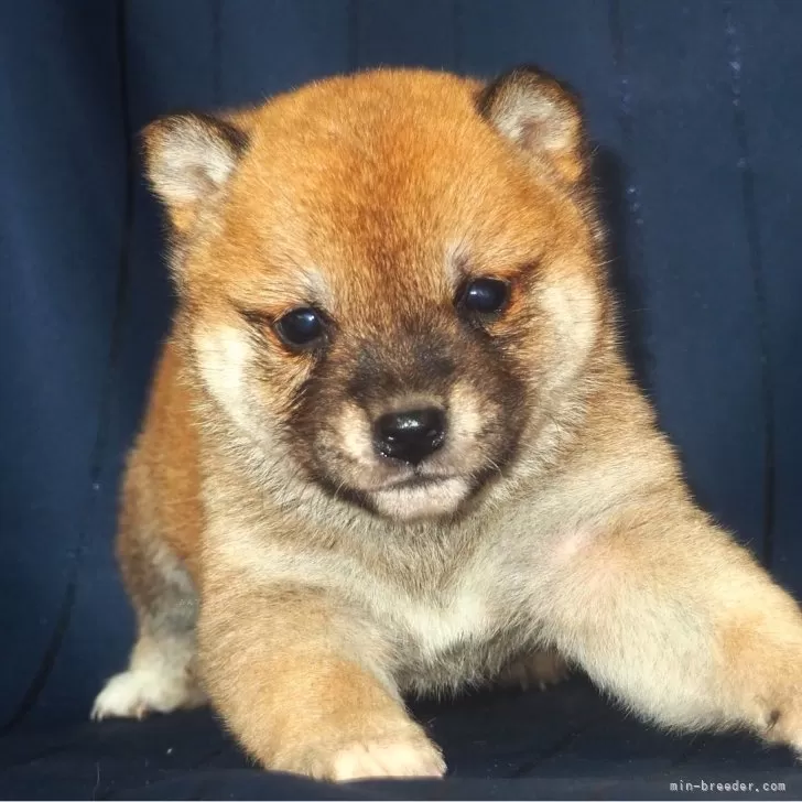 ID：2401-04167の子犬