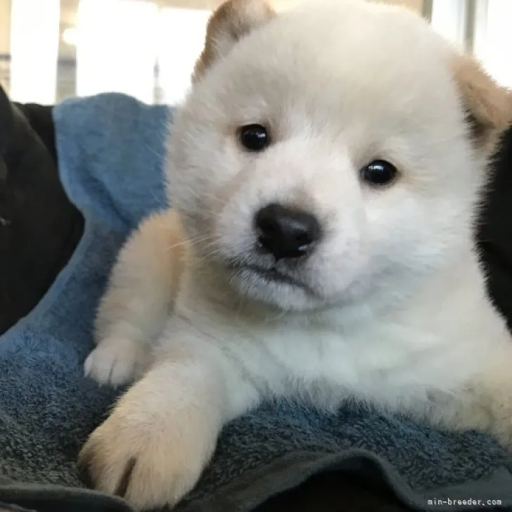 ID:2301-04852の子犬