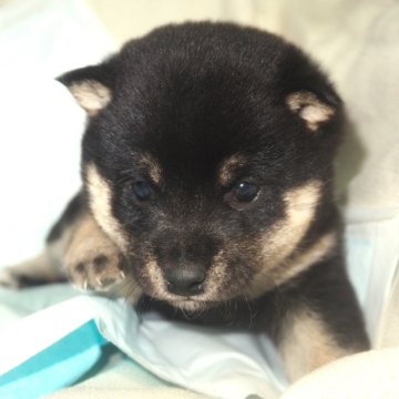 柴犬(豆柴)【宮城県・男の子・2023年11月26日・黒】の写真「両親共に豆柴です。元気なわんぱく坊主です。」