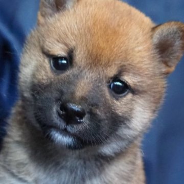 柴犬(豆柴)【宮城県・女の子・2023年5月14日・赤】の写真「両親共に豆柴です。人懐っこく優しい性格の娘です。」