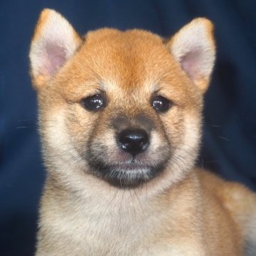 柴犬(標準サイズ)【宮城県・女の子・2024年6月15日・赤】の写真「人懐っこい甘えん坊。」