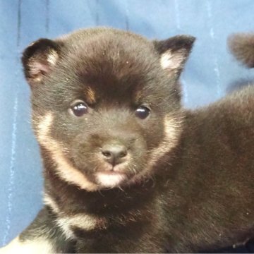 柴犬(豆柴)【宮城県・男の子・2023年11月26日・黒】の写真「両親共に豆柴です。元気なわんぱく坊主です。」