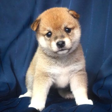 柴犬(豆柴)【宮城県・男の子・2024年6月21日・赤】の写真「おっとりした優しい性格。」