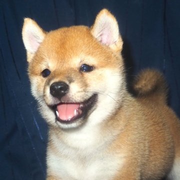 柴犬(豆柴)【宮城県・男の子・2024年6月21日・赤】の写真「おっとりした優しい性格。」
