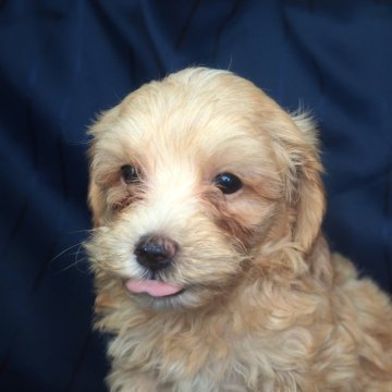 マルプー(マルチーズ×トイプードル)【宮城県・男の子・2024年6月2日・アプリコット】の写真「ちょっぴり控え目な大人しい性格の様です。」