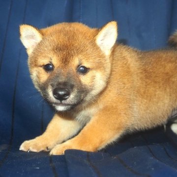 柴犬(標準サイズ)【宮城県・男の子・2024年6月22日・赤】の写真「しっかりした体躯の大人しい性格。」