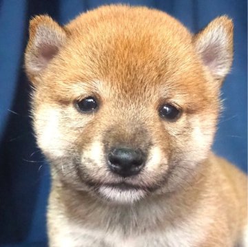 柴犬(標準サイズ)【宮城県・女の子・2024年6月22日・赤】の写真「おっとりした優しい性格。」