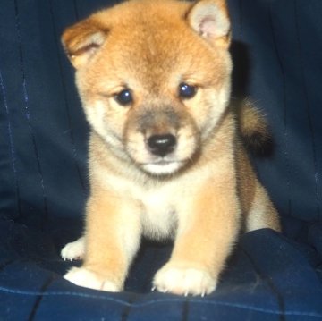 柴犬(豆柴)【宮城県・男の子・2024年6月21日・赤】の写真「物怖じしないおっとりした性格。」