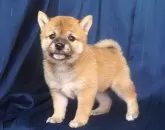 柴犬(標準サイズ)【宮城県・女の子・2024年6月15日・赤】の写真2「ギュッと締まったしっかりした四肢と体躯」