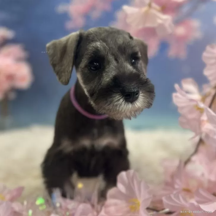 ID:2502-06254の子犬