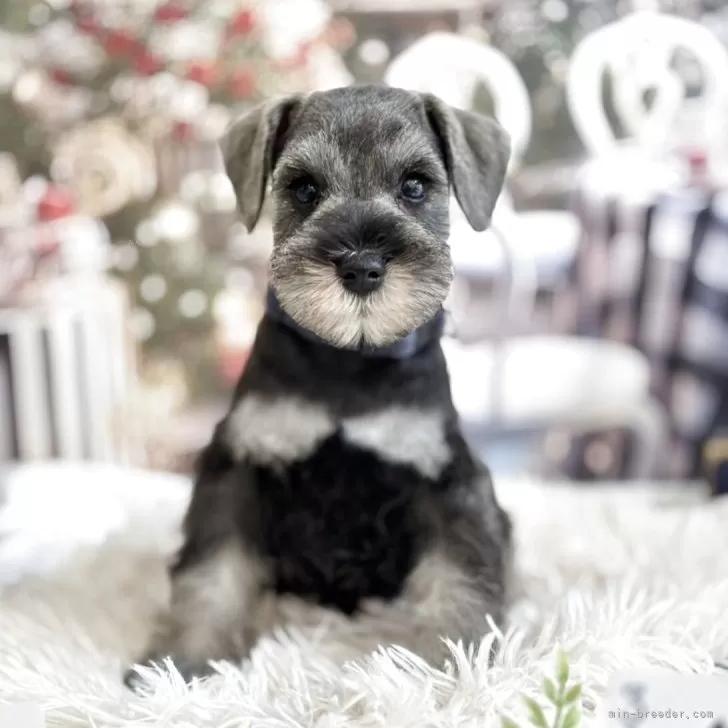 ID：2504-02029の子犬