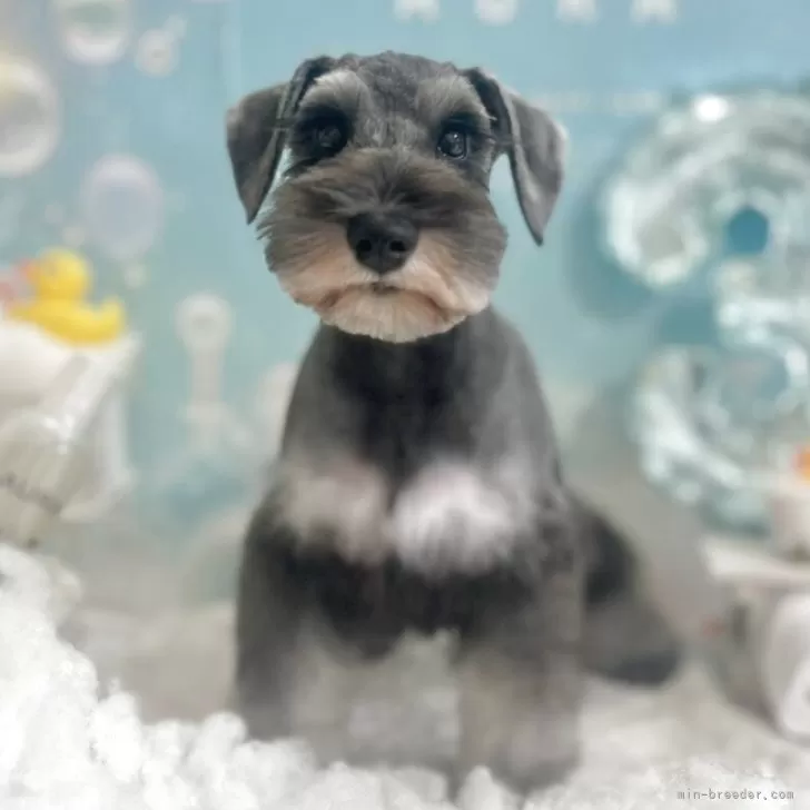 ID:2503-04510の子犬