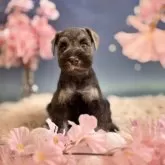 ミニチュアシュナウザー【静岡県・女の子・2025年2月13日・ソルト&ペッパー】の写真5