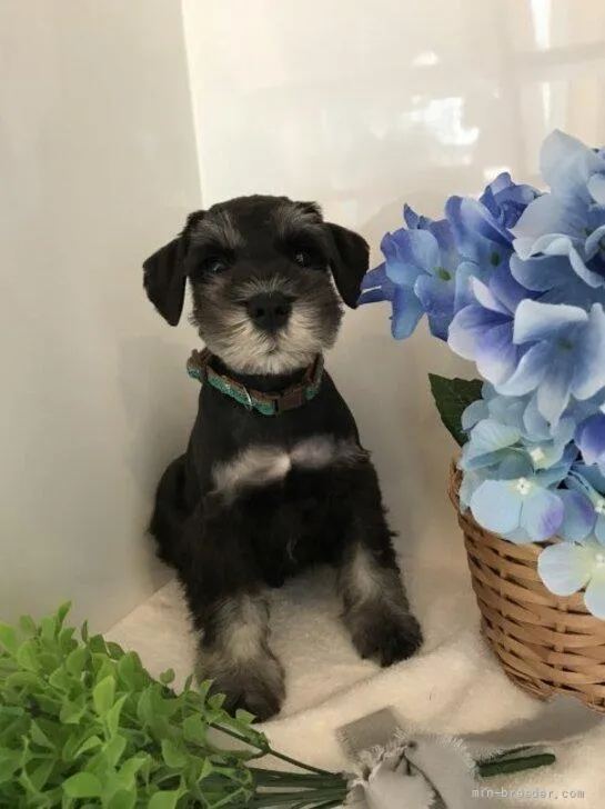 ID:2205-01854の子犬