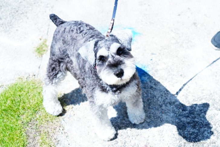 ミニチュアシュナウザー【・女の子・2023年3月27日・ソルト&amp;ペッパー】