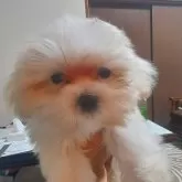 マルチーズ