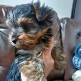 ヨークシャーテリア【新潟県・女の子・2025年3月19日・スティールブルー&タン】の写真3