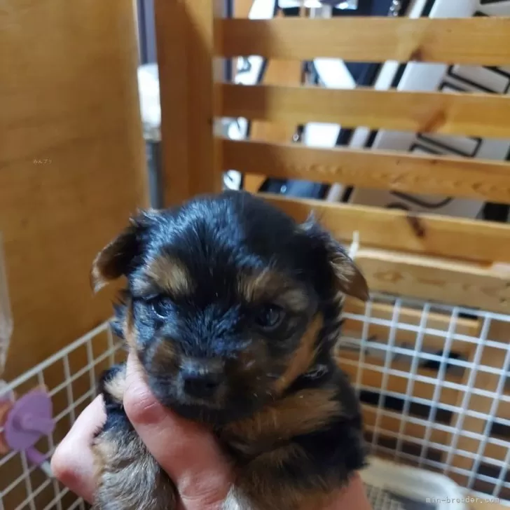 ID：2406-02309の子犬