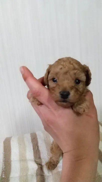 ID：2104-00208の子犬