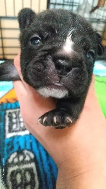 ID：2104-01138の子犬