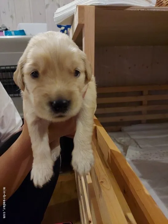 三条っ子 様のお迎えした子犬