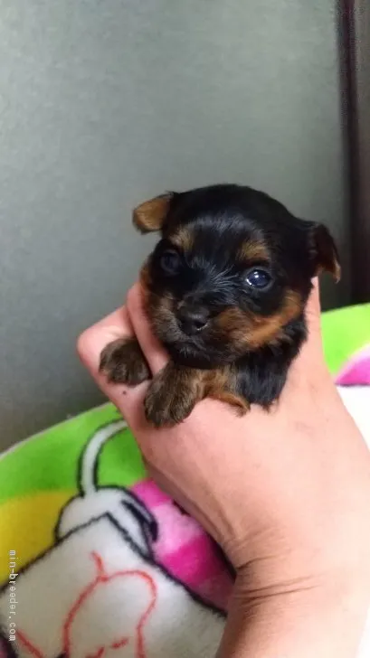 あつりん 様のお迎えした子犬