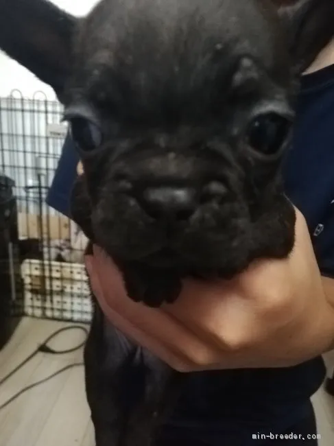 ID：2008-02026の子犬