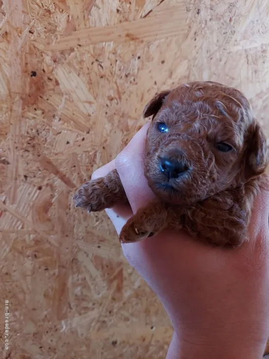 ID：2111-01836の子犬