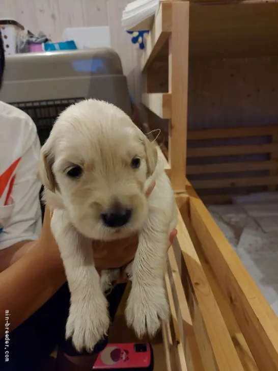 M.M 様のお迎えした子犬