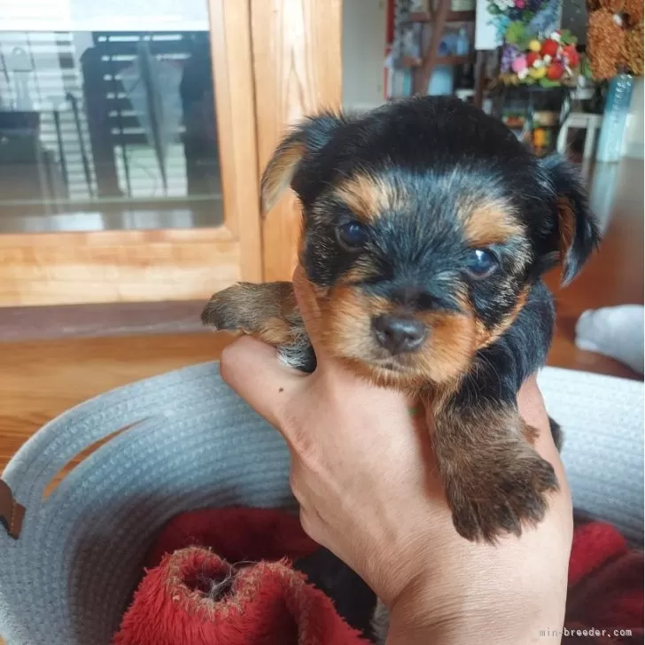 ID：2408-06972の子犬