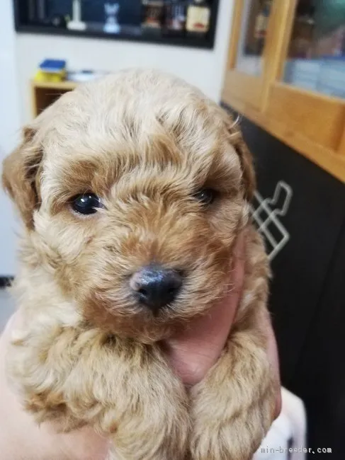 ID:2010-00857の子犬