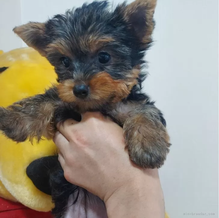 ID:2408-06967の子犬