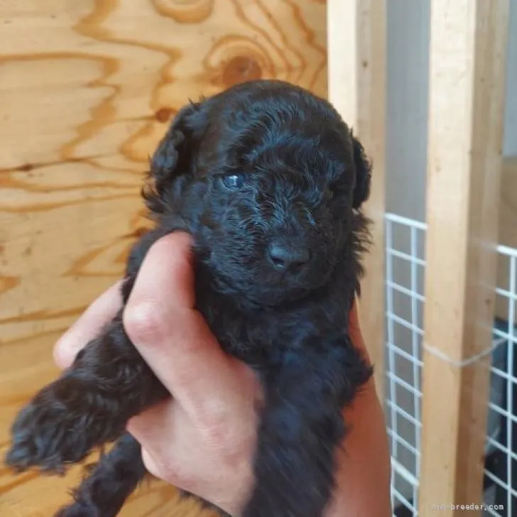 ID：2206-02771の子犬
