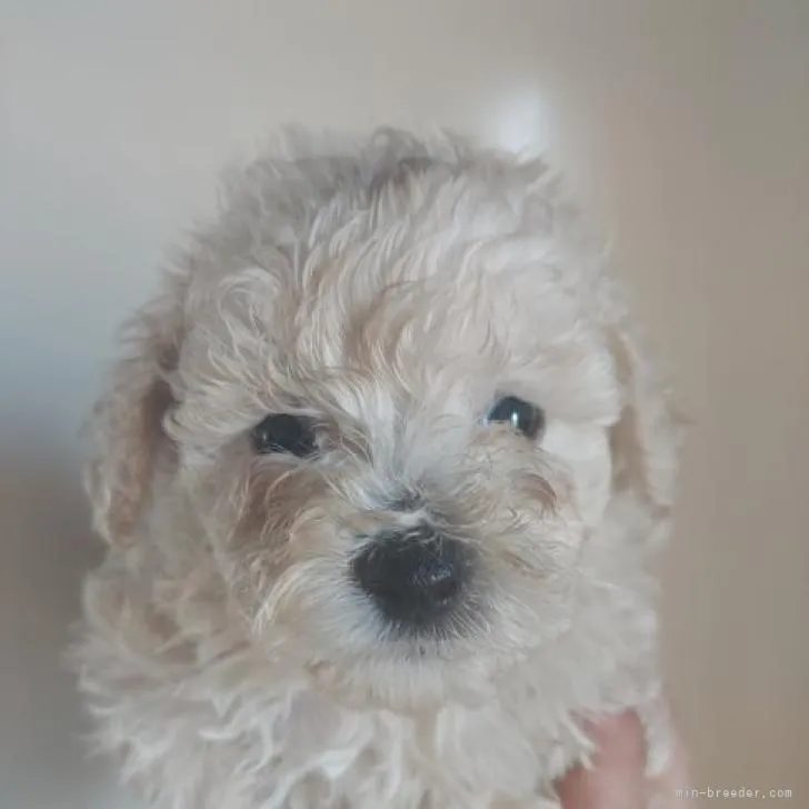 ID:2209-00177の子犬