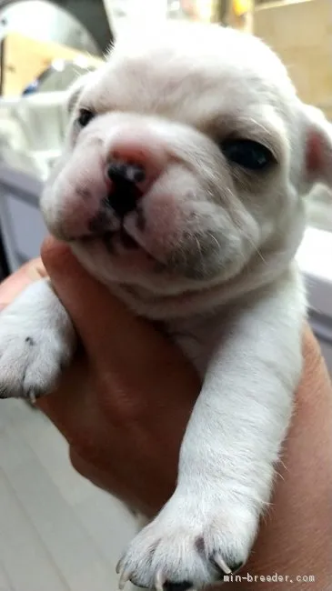 ID：2104-01144の子犬