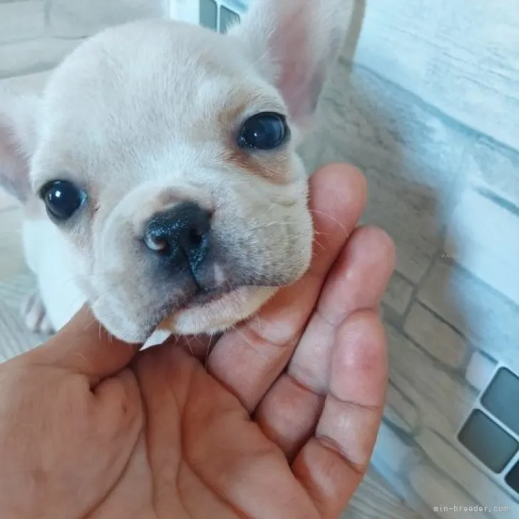 ID:2308-03413の子犬