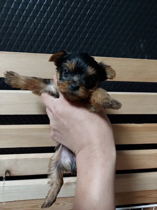 ID：2111-00557の子犬