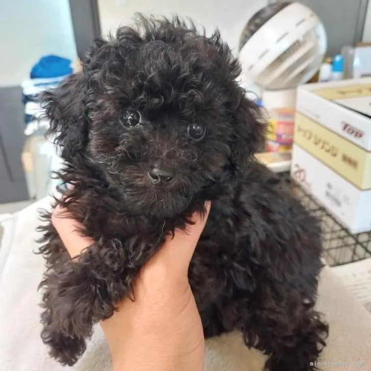 ID：2209-00184の子犬