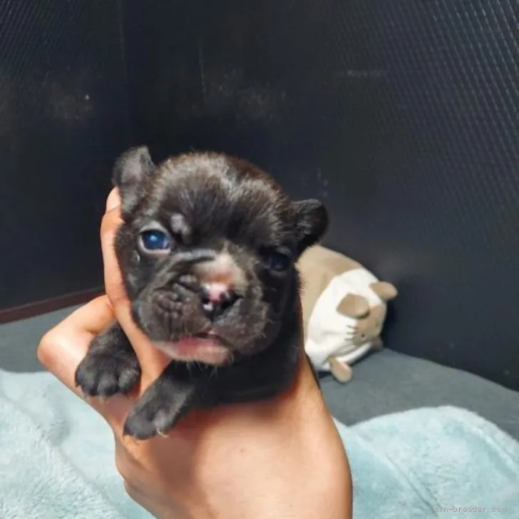 フレンチブルドッグ【新潟県・男の子・2022年5月6日・ブリンドル】の写真1