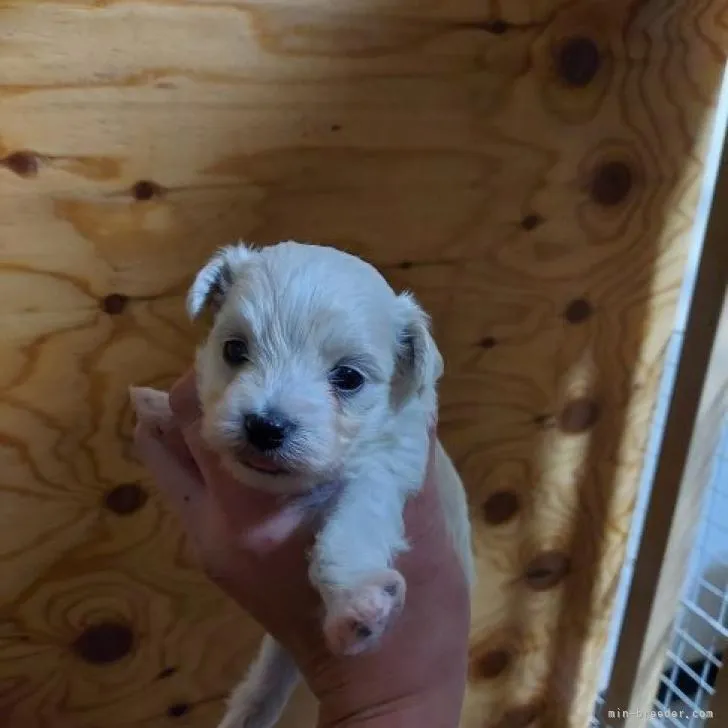 ID：2210-01916の子犬