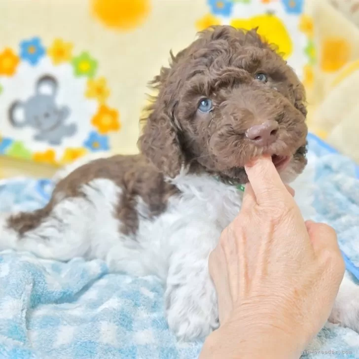 ID：2504-07973の子犬