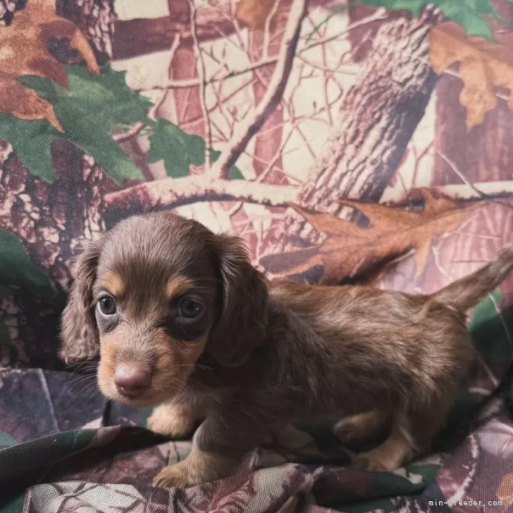 ID：2509-00093の子犬