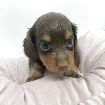 ミニチュアダックスフンド(ロング)【福岡県・男の子・2025年8月1日・チョコタン】の写真「人懐っこくてかわいい男の子。」