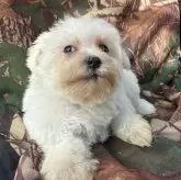 シュナマル(マルチーズ×ミニチュアシュナウザー)【福岡県・男の子・2025年9月4日・ホワイト】の写真1