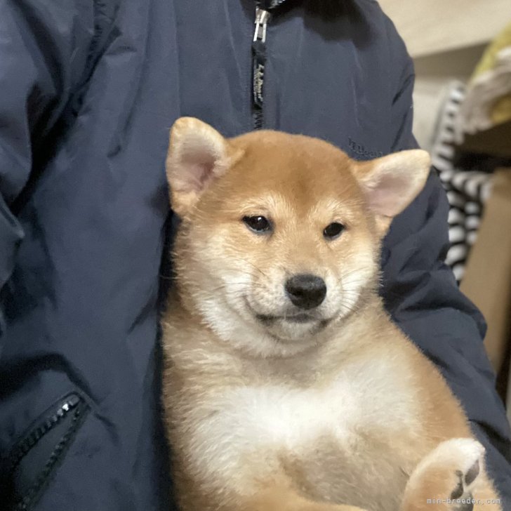 ブリーダー画像